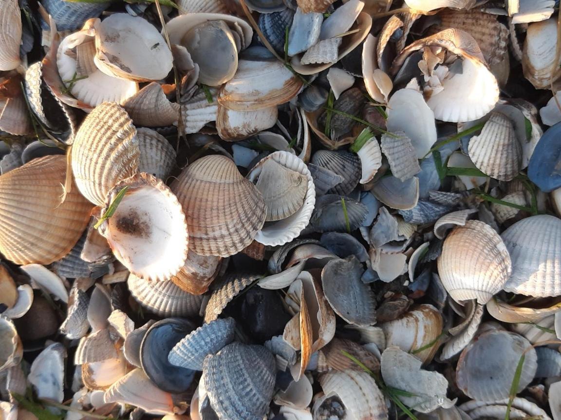 Waddenfestijn Βίλα Paesens Εξωτερικό φωτογραφία